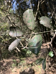Salacia gerrardii