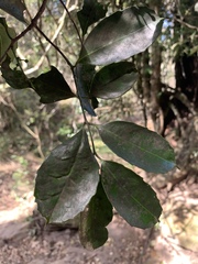 Salacia gerrardii
