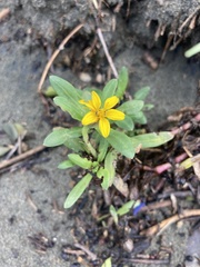 Pectis multiflosculosa