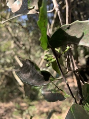 Salacia gerrardii