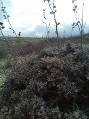 Artemisia hololeuca