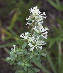 Wikstroemia ganpi