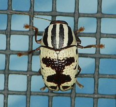Cryptocephalus leucomelas