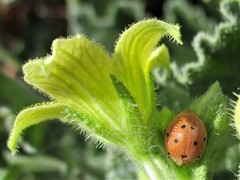 Henosepilachna argus