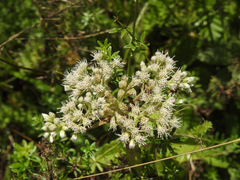 Eupatorium perfoliatum