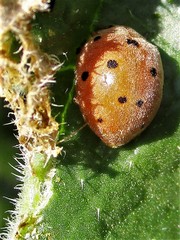 Henosepilachna argus