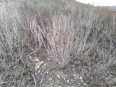 Artemisia salsoloides