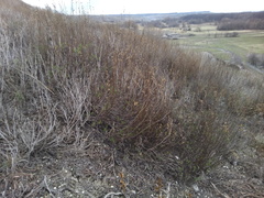 Artemisia salsoloides