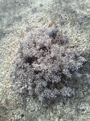 Artemisia hololeuca