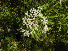 Eupatorium perfoliatum