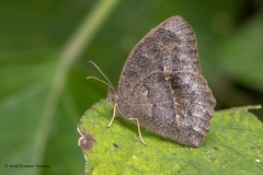 Mycalesis