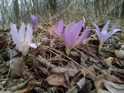 Colchicum bulbocodium