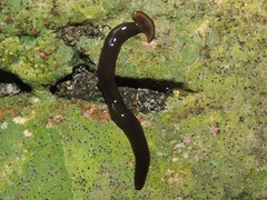 Bipalium univittatum