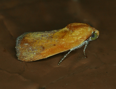 Ponometia exigua