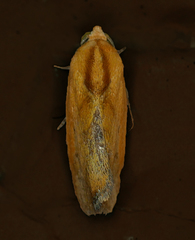 Ponometia exigua