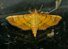 Orphanostigma haemorrhoidalis