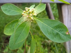 Euphorbia heterophylla image