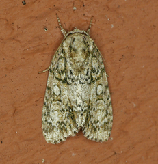 Acronicta retardata