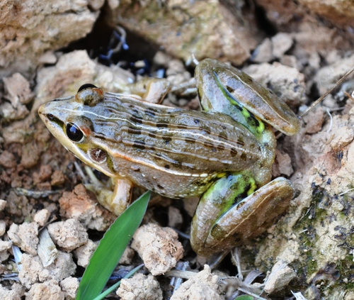 Mascarene Ridged Frog