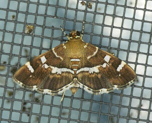 Spotted Beet Webworm Moth