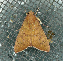 Anomis illita