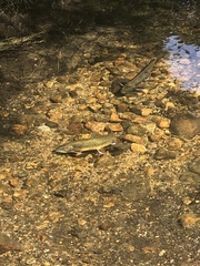 Salvelinus fontinalis fontinalis