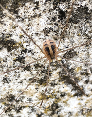 Cosmobunus granarius