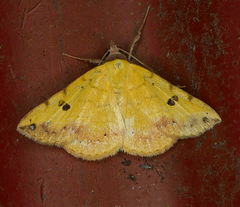 Hemeroplanis floccalis