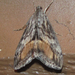Evergestis subterminalis - Photo (c) Chuck Sexton, some rights reserved (CC BY-NC), uploaded by Chuck Sexton