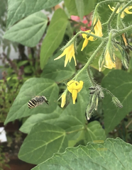 Anthophora marginata