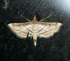 Marasmia trapezalis