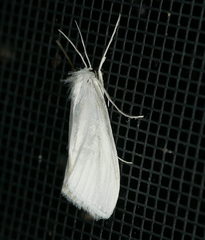 Rupela