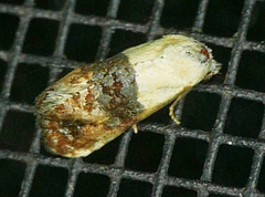 Eugnosta erigeronana