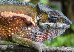 Furcifer pardalis