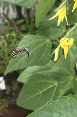 Anthophora marginata