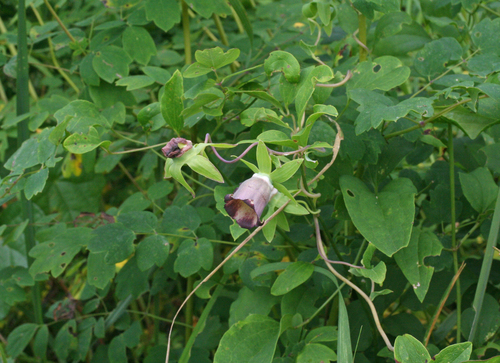 Codonopsis ussuriensis iNat (3)