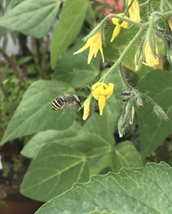 Anthophora marginata