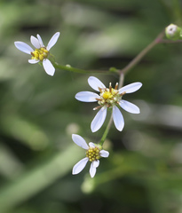 Aster scaber
