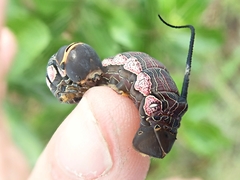 Isognathus menechus