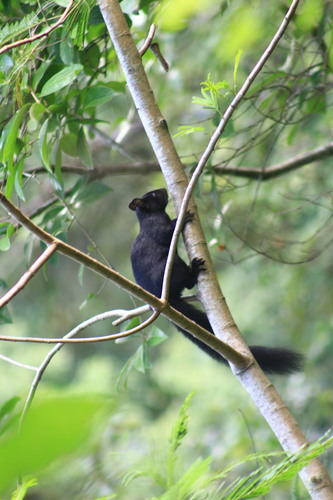 Red-bellied Squirrel, La Misión, Hgo., México, photo 8 of 10