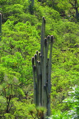 Cephalocereus fulviceps