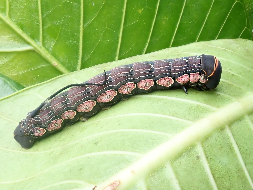 Isognathus menechus