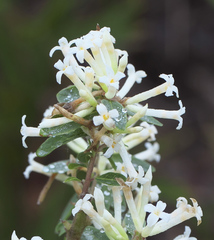Wikstroemia ganpi