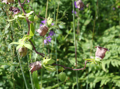 Codonopsis ussuriensis