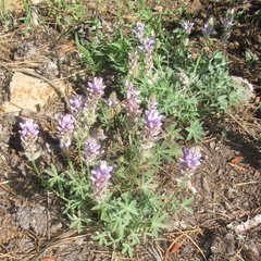 Lupinus lepidus sellulus