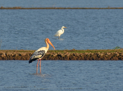 Mycteria leucocephala