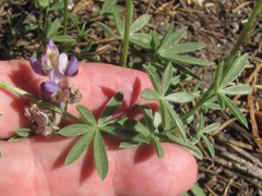 Lupinus lepidus sellulus