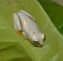 Heterixalus madagascariensis