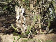 Praecereus euchlorus