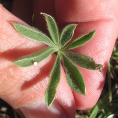 Lupinus lepidus sellulus